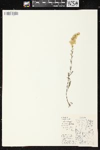 Solidago nemoralis subsp. nemoralis image