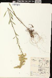 Solidago nemoralis subsp. nemoralis image