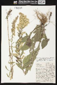 Solidago nemoralis subsp. nemoralis image