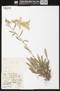 Solidago nemoralis subsp. nemoralis image