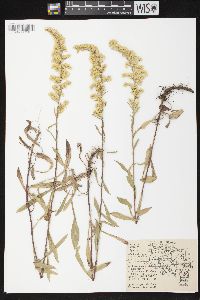 Solidago nemoralis subsp. nemoralis image