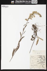 Solidago nemoralis subsp. nemoralis image