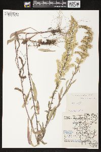 Solidago nemoralis subsp. nemoralis image