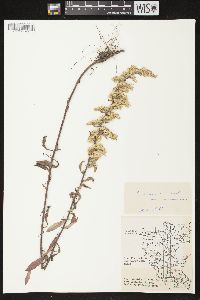 Solidago nemoralis subsp. nemoralis image