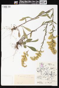 Solidago nemoralis subsp. nemoralis image