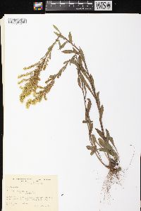 Solidago nemoralis subsp. nemoralis image