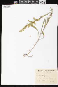 Solidago nemoralis subsp. nemoralis image