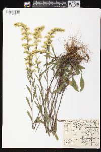 Solidago nemoralis subsp. nemoralis image