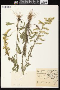 Solidago nemoralis subsp. nemoralis image