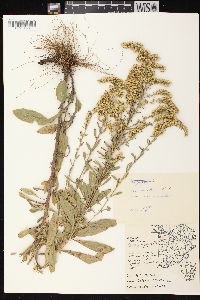 Solidago nemoralis subsp. nemoralis image