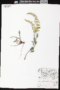 Solidago nemoralis subsp. nemoralis image