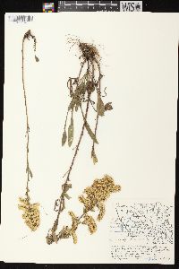 Solidago nemoralis subsp. nemoralis image