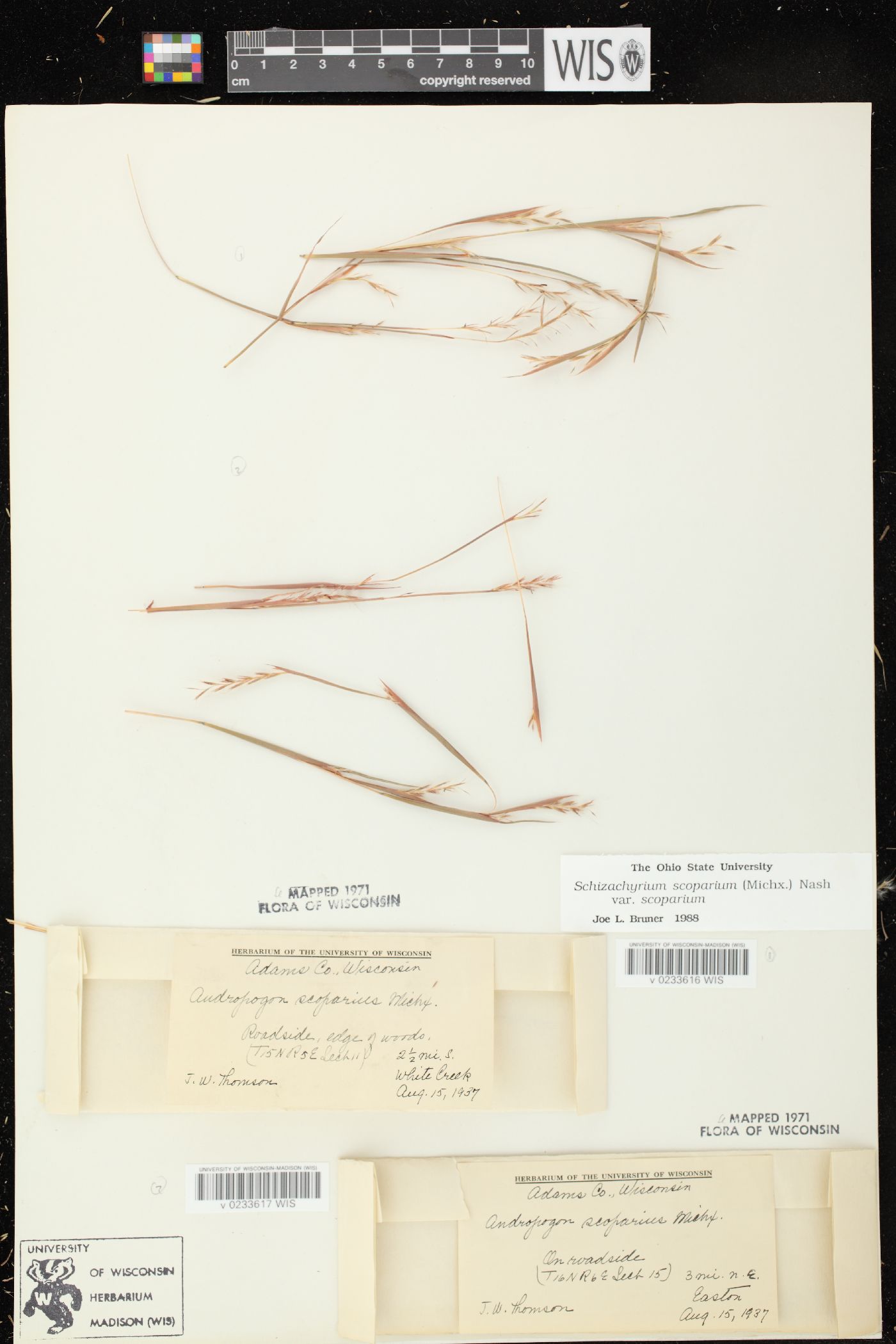 Schizachyrium scoparium var. scoparium image