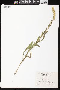 Solidago nemoralis subsp. nemoralis image