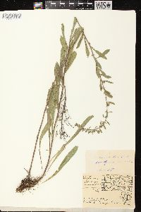 Solidago nemoralis subsp. nemoralis image