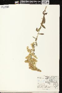 Solidago nemoralis subsp. nemoralis image