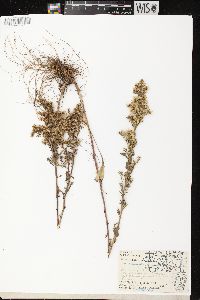 Solidago nemoralis subsp. nemoralis image
