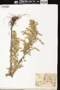 Solidago nemoralis subsp. nemoralis image