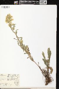 Solidago nemoralis subsp. nemoralis image