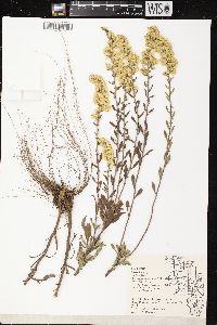 Solidago nemoralis subsp. nemoralis image