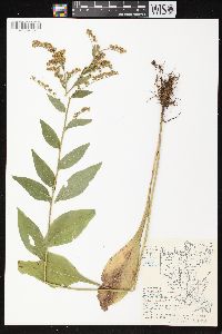 Solidago patula image