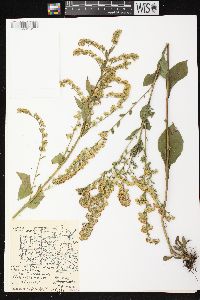 Solidago patula image