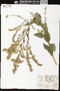 Solidago patula image