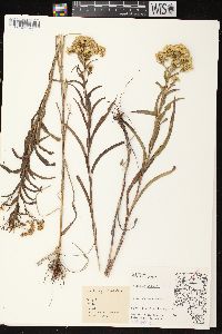 Solidago riddellii image