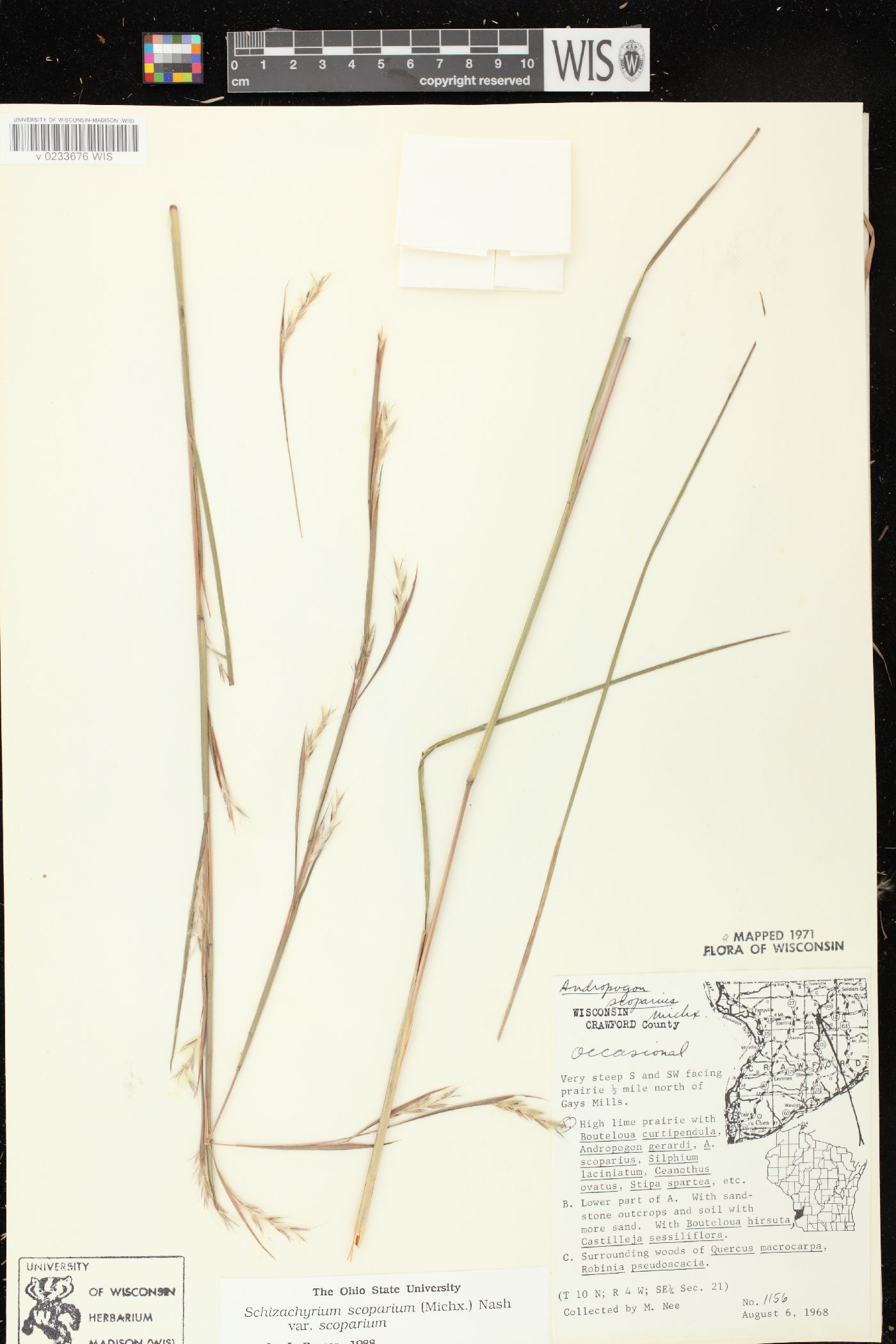 Schizachyrium scoparium var. scoparium image