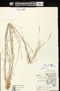 Schizachyrium scoparium var. scoparium image