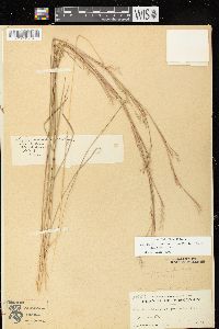 Schizachyrium scoparium var. scoparium image