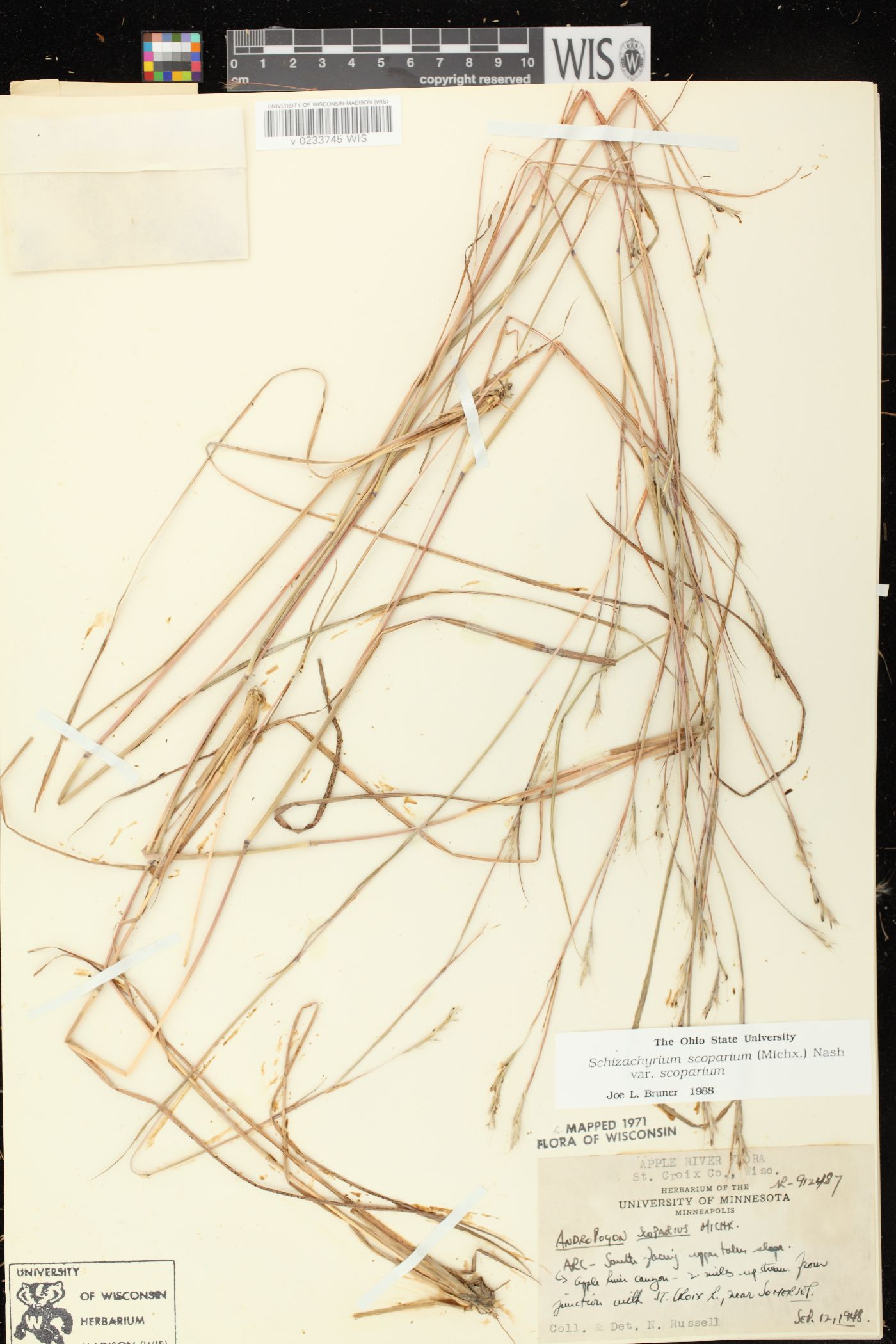 Schizachyrium scoparium var. scoparium image