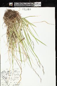 Schizachne purpurascens image