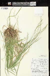 Schizachne purpurascens image