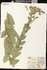 Solidago rigida image