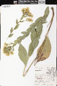 Solidago rigida image