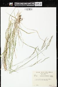 Schizachne purpurascens image