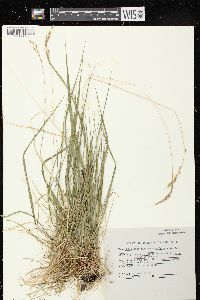 Schizachne purpurascens image