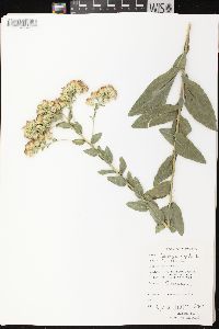 Solidago rigida image