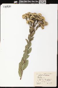 Solidago rigida image