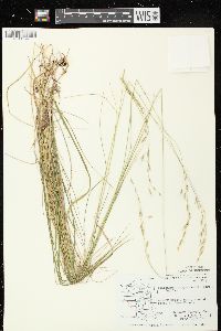 Schizachne purpurascens image