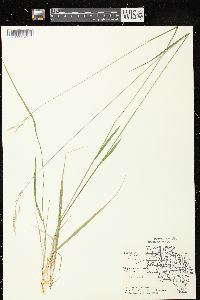 Schizachne purpurascens image