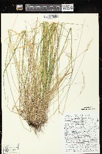 Schizachne purpurascens image