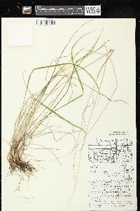 Schizachne purpurascens image