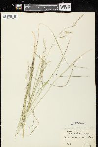 Schizachne purpurascens image