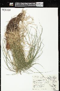 Schizachne purpurascens image