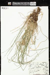 Schizachne purpurascens image