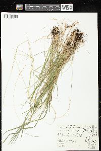 Schizachne purpurascens image