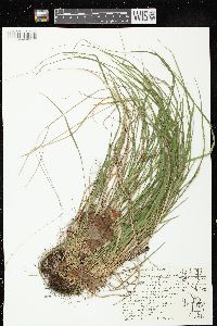 Schizachne purpurascens image