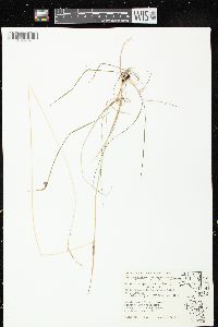 Schizachne purpurascens image